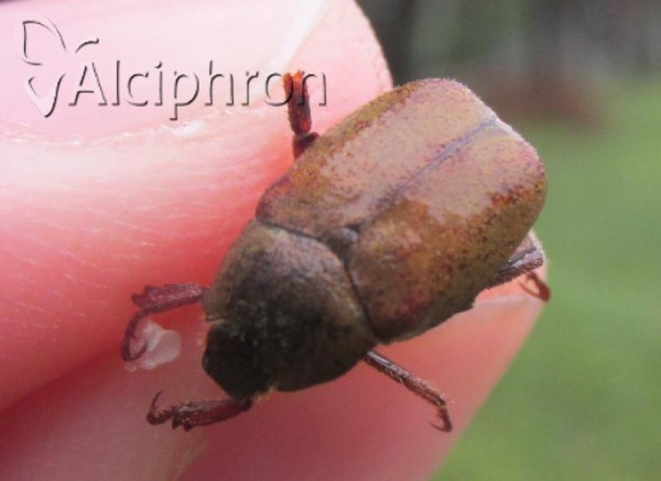 Hoplia philanthus