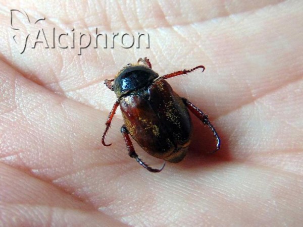 Hoplia philanthus