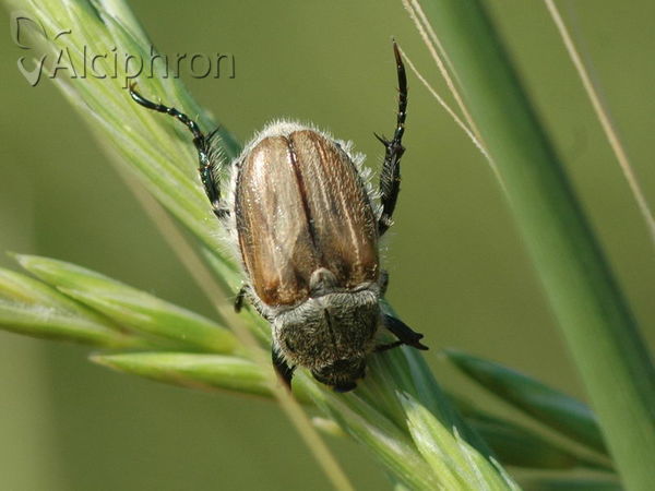 Chaetopteroplia segetum