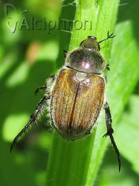 Chaetopteroplia segetum