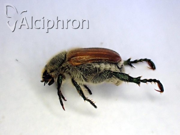 Chaetopteroplia segetum
