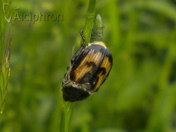 Anisoplia agricola