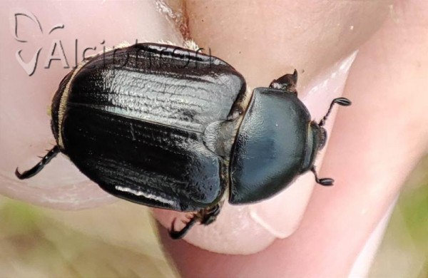 Anisoplia lata