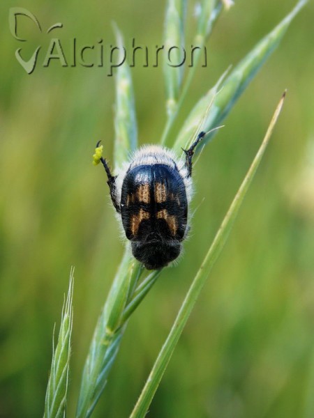 Anisoplia monticola