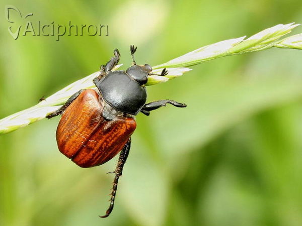 Anisoplia tempestiva