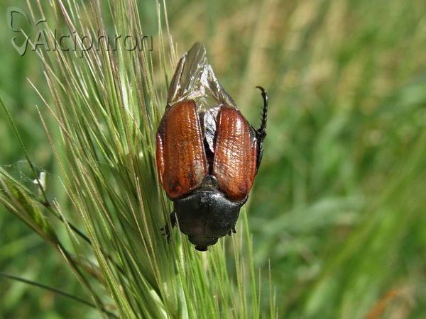 Anisoplia tempestiva