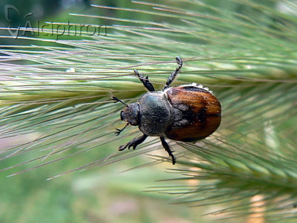 Anisoplia villosa