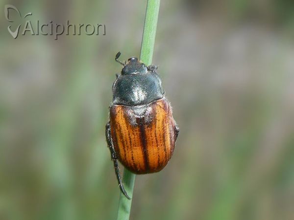 Anisoplia villosa