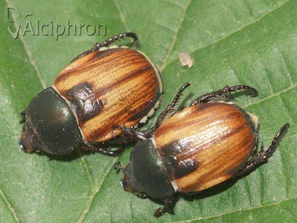 Anisoplia austriaca
