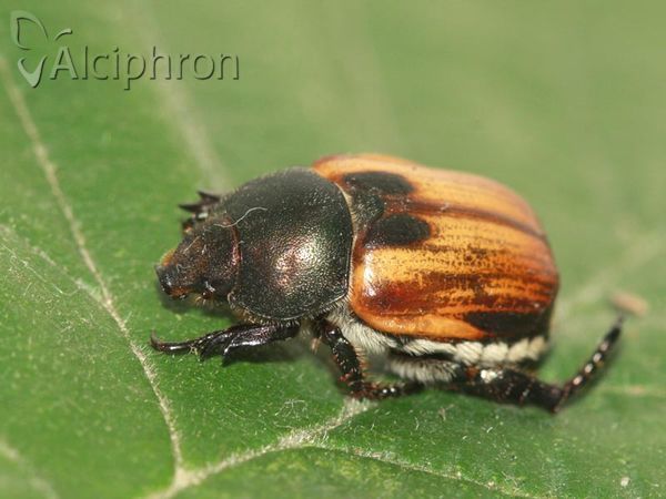 Anisoplia austriaca