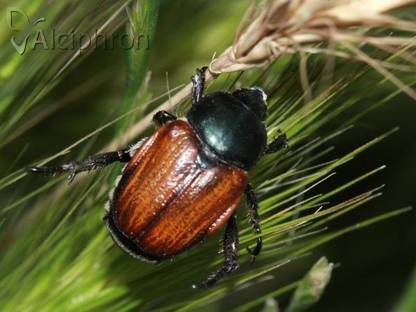 Phyllopertha horticola