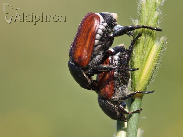 Phyllopertha horticola