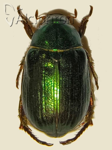 Mimela aurata