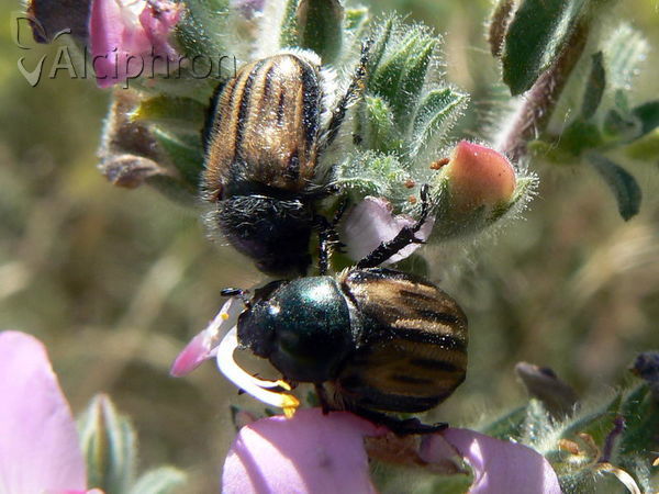 Blitopertha lineolata