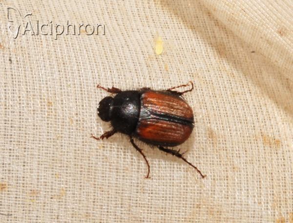 Blitopertha lineolata