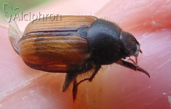 Blitopertha lineolata