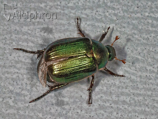 Anomala dubia