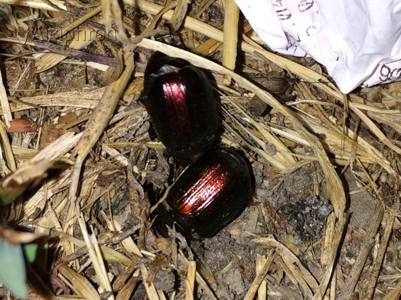 Anomala vitis