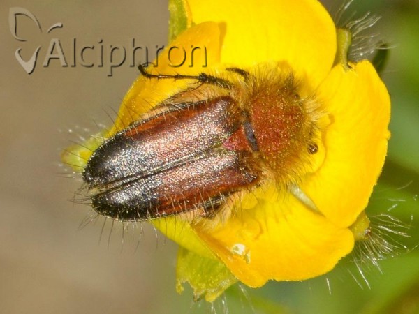 Pygopleurus apicalis