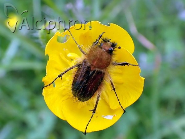 Pygopleurus apicalis