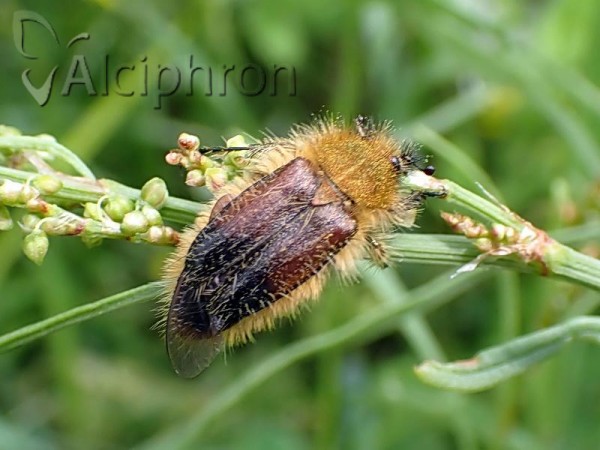 Pygopleurus apicalis
