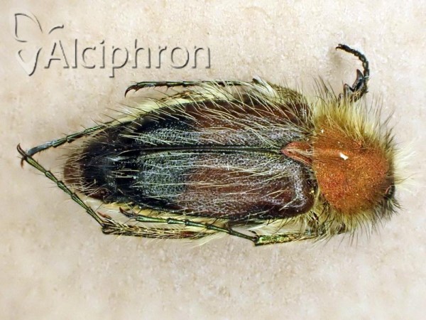 Pygopleurus apicalis