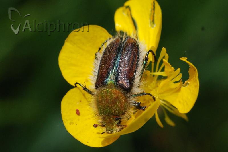 Pygopleurus chrysonotus