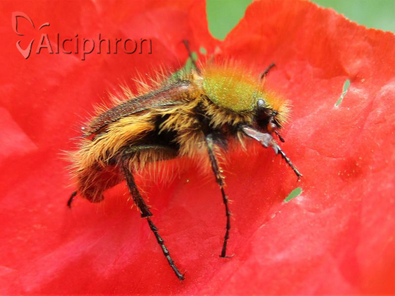 Pygopleurus chrysonotus