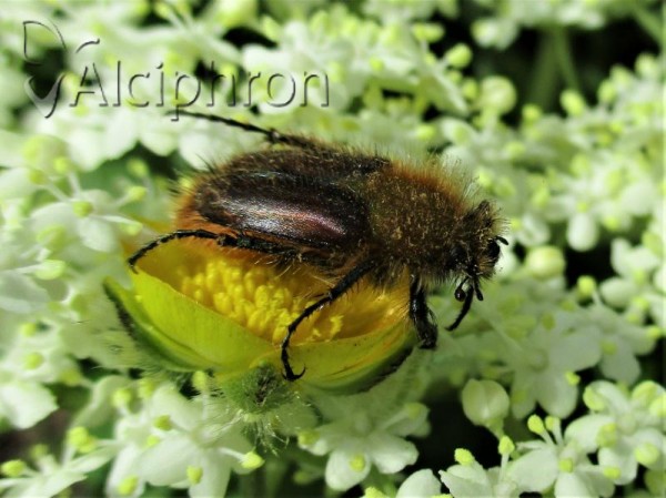 Pygopleurus diffusus