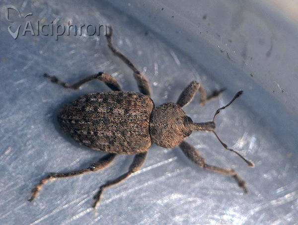 Neoglanis tessellatus