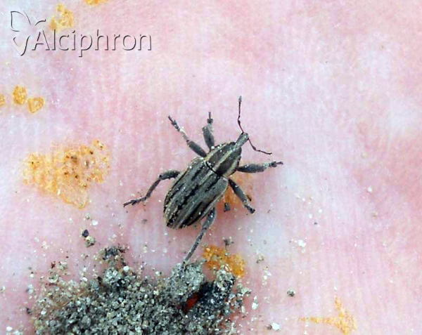Hypera arator