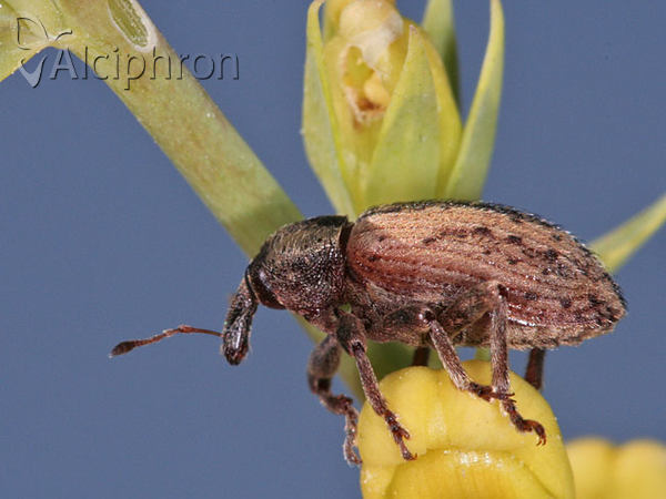 Hypera melancholica