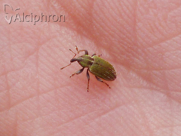 Hypera nigrirostris