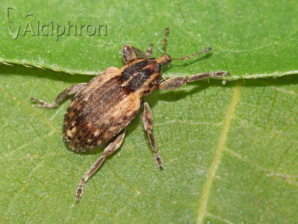 Hypera postica