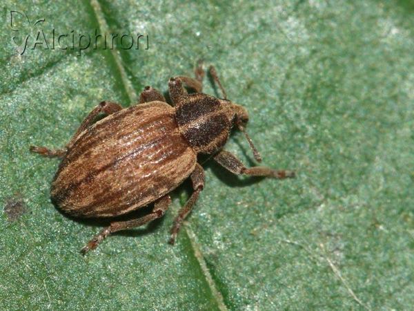 Hypera postica