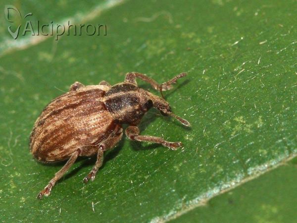 Hypera postica