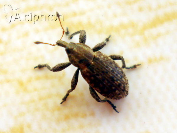 Hypera diversipunctata
