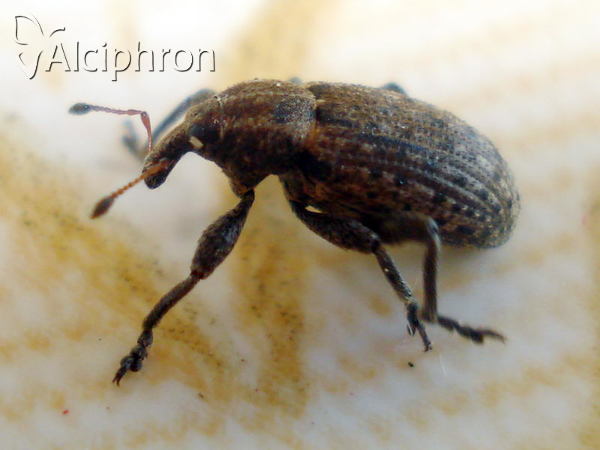 Hypera diversipunctata