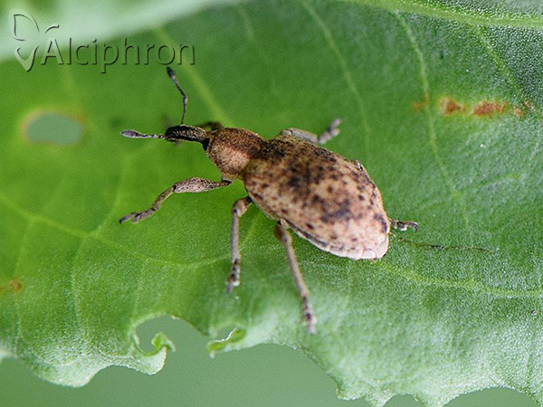 Hypera rumicis