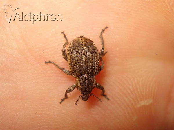 Donus zoilus