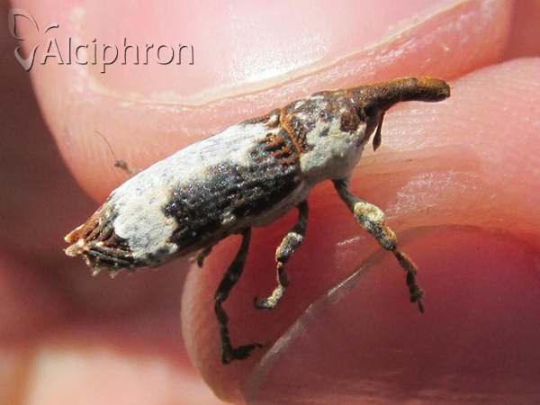 Lixus cylindrus