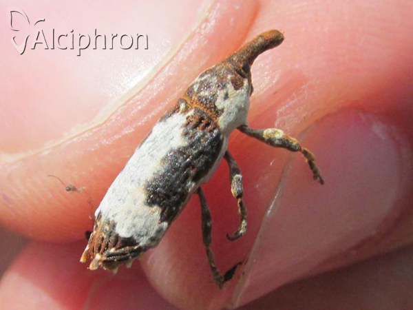 Lixus cylindrus