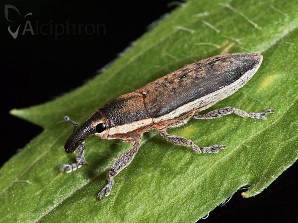 Lixus ascanii