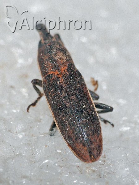 Lixus ochraceus
