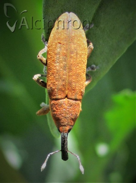 Lixus bardanae