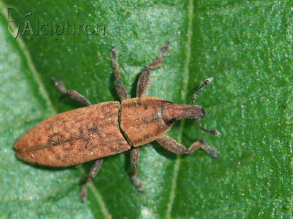 Lixus bardanae