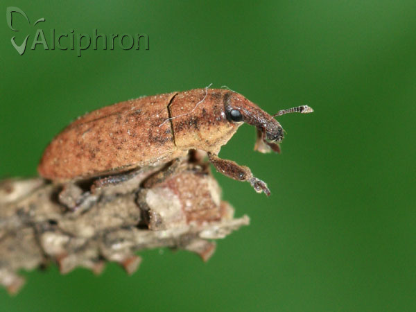 Lixus bardanae