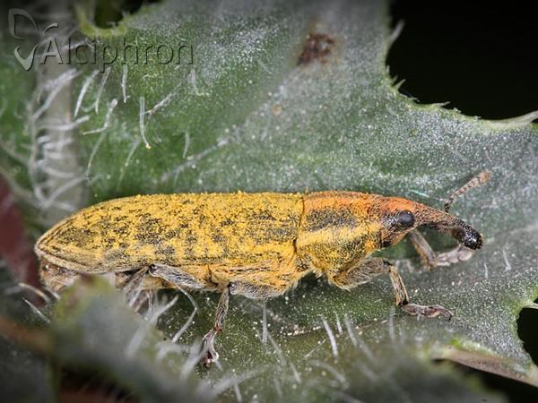 Lixus fasciculatus