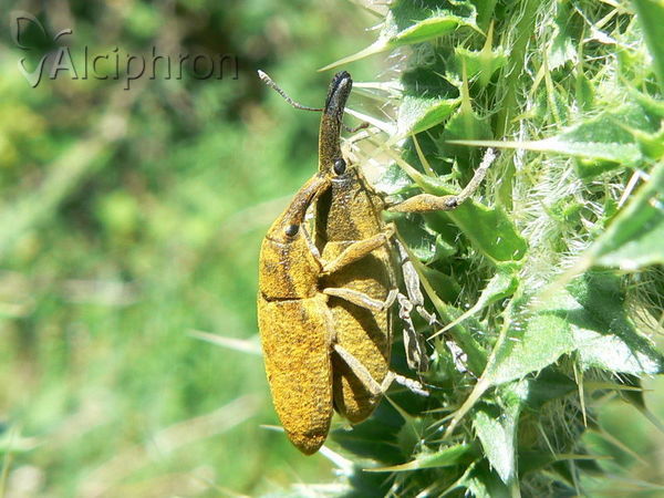 Lixus pulverulentus