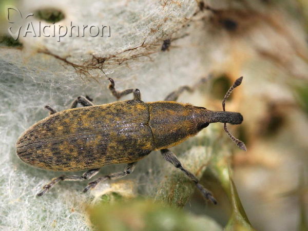 Lixus pulverulentus